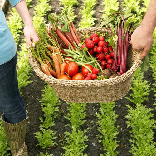 Perfect Multi Super Greens Basket